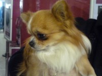 /album/exposicion%20internacional%20canina%20valls%202012%20%20milu%20de%20heport-can%20exc%201%c2%ba%20cac%20cacib%20mr/milu-de-heport-can-ii-jpg/